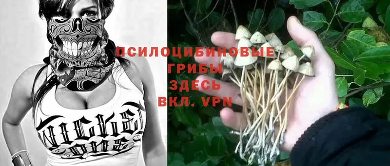 mega ССЫЛКА  Черкесск  Псилоцибиновые грибы Cubensis 