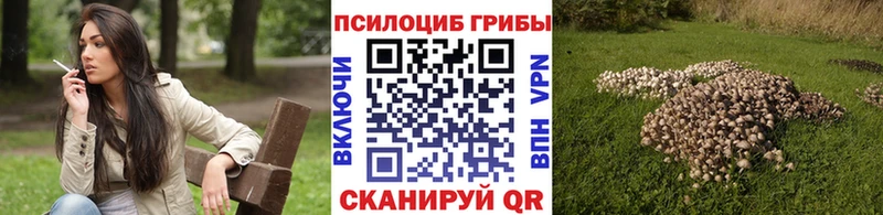 Псилоцибиновые грибы Cubensis  дарнет шоп  Черкесск 