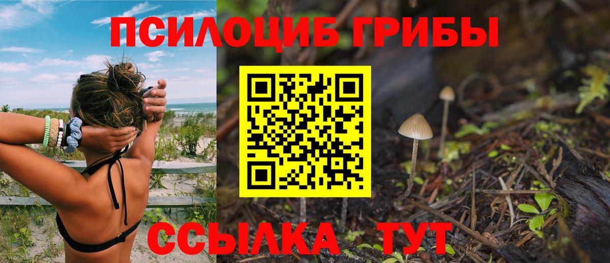 Галлюциногенные грибы Psilocybine cubensis Черкесск