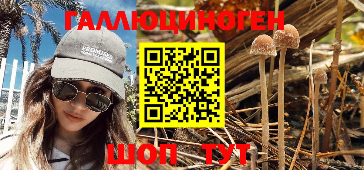 купить закладку  Черкесск  Галлюциногенные грибы Psilocybe  Псилоцибиновые грибы GOLDEN TEACHER 